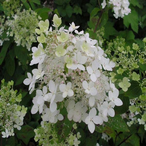 Hydrangea () pan. Angels Blush C5 - 4,79