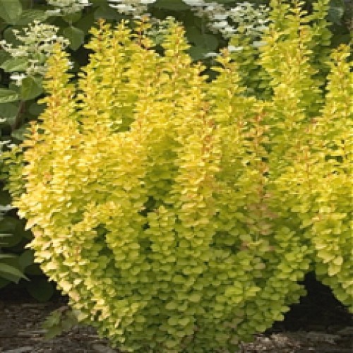 Berberis () thunbergii Maria PBR - 5,54