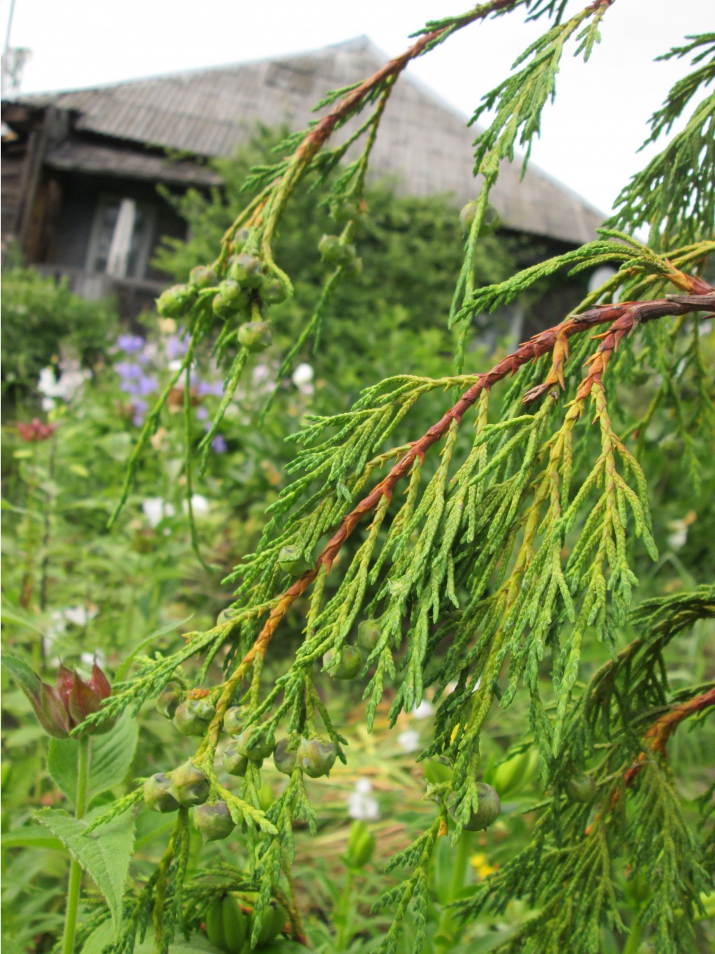 IMG 4444.JPG