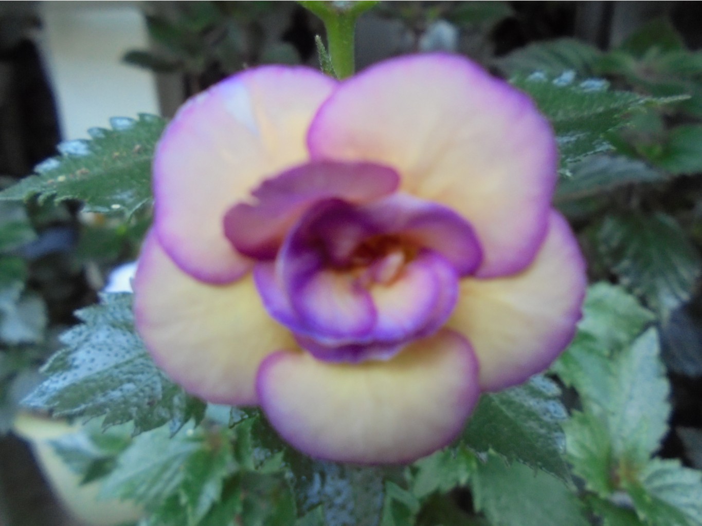 DSC03221.JPG
