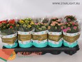 Каланхоэ Каландива (25) 165.00