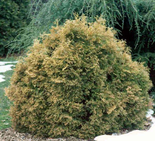 Thuja () occidentalis Ericoides - 4,59