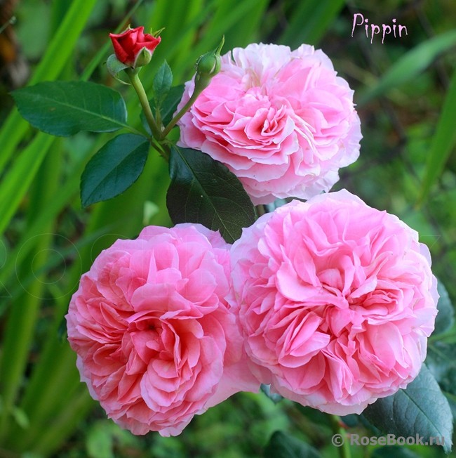 Rosa () Pippin C5.5 - 21,06