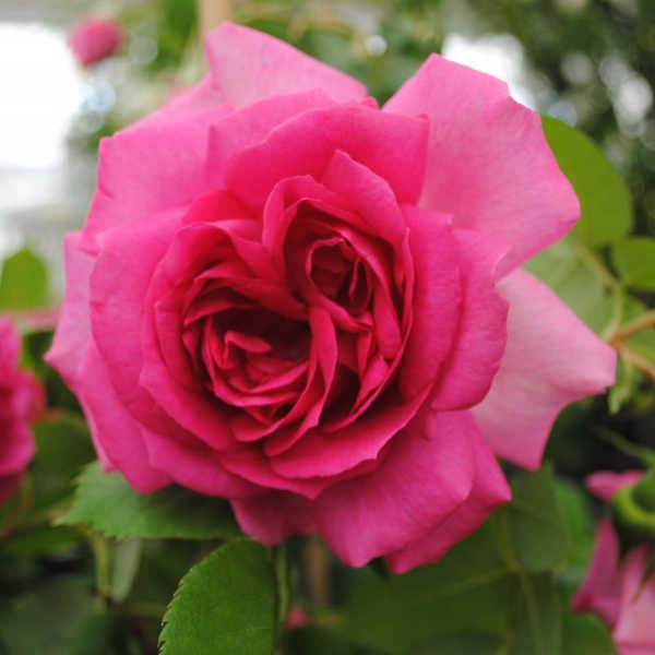 Rosa () Sir Paul Smith C5.5 - 18,69