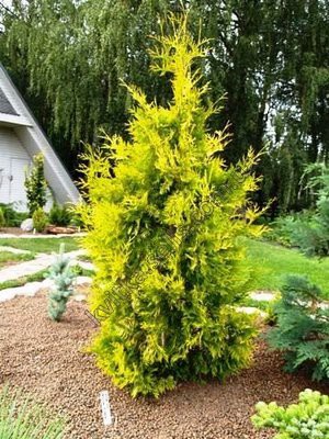 Thuja () occidentalis Yellow Ribbon - 3,86