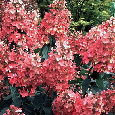 Hydrangea () pan. Pink Diamond P19/C3 40-50 CM - 5,9