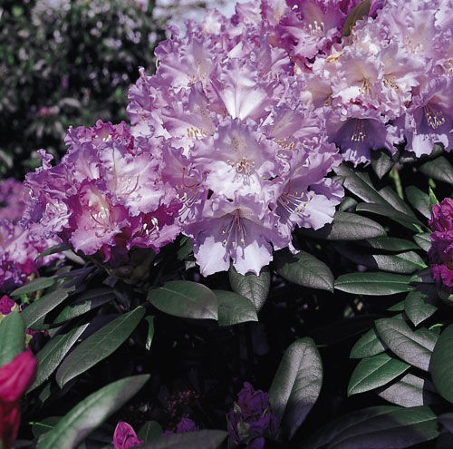 Rhododendron (-) yak. Caroline Allbrook - 10,96