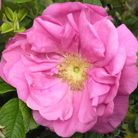 Rosa () Charles Albanel C5 - 4,4