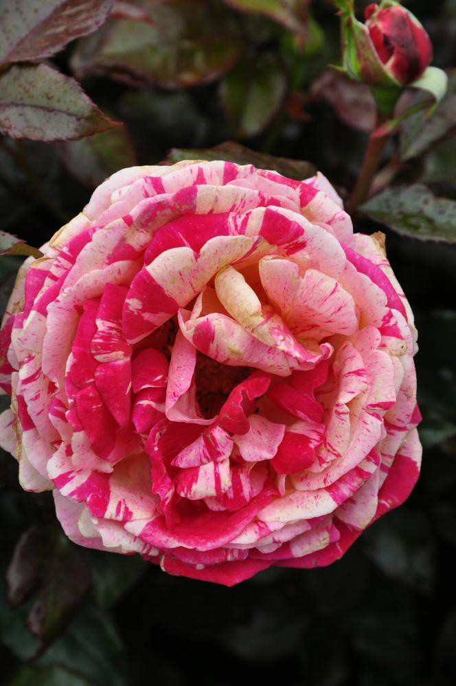 Rosa () Broceliande C5 - 9,04