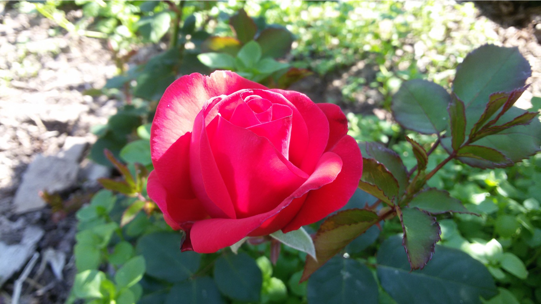 Hope for Humanity 20160619 091808.jpg