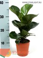 Фикус Бамбино (35) 355.00