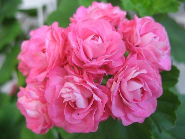 Swanland Pink / Australian Pink Rosebud,  -