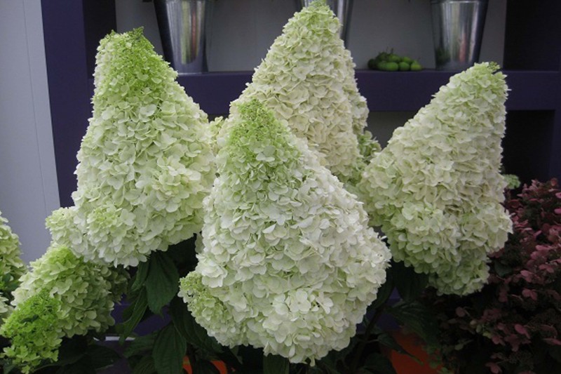 Hydrangea () pan. Polar Bear P17/C2 40-60 CM - 6,4