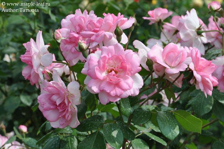 Rosa () Centenaire de Lourdes Rose C5 - 8,89