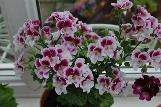 Pelargonium Quantock Angelique, ,  -