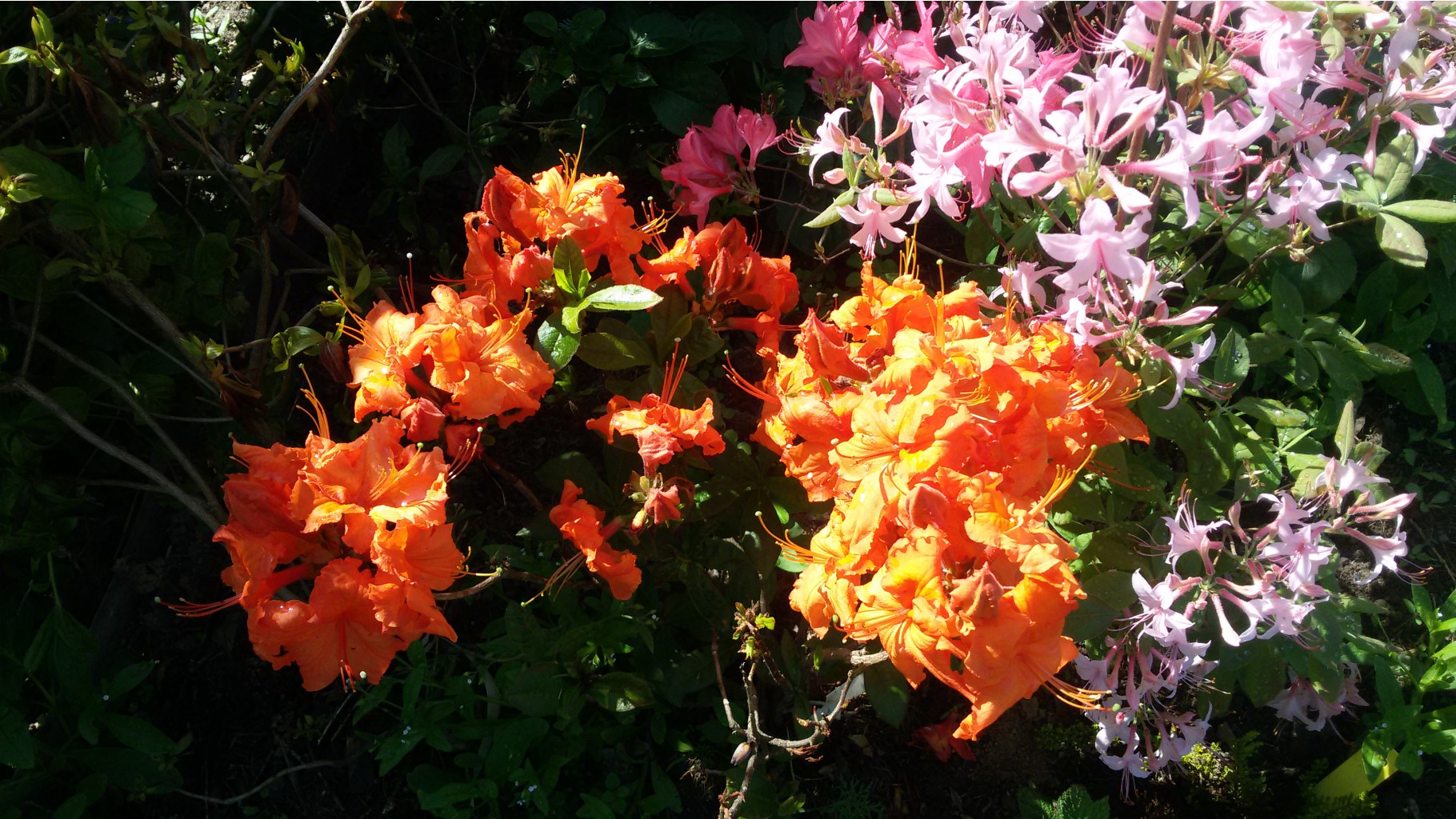 Rhododendron      2016.05.28  10:11:31.jpg