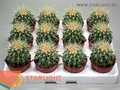 Эхинокактус Грузони (10) 89.00
