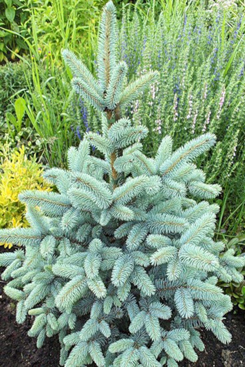 Picea () pungens Blue Mountain - 40,32