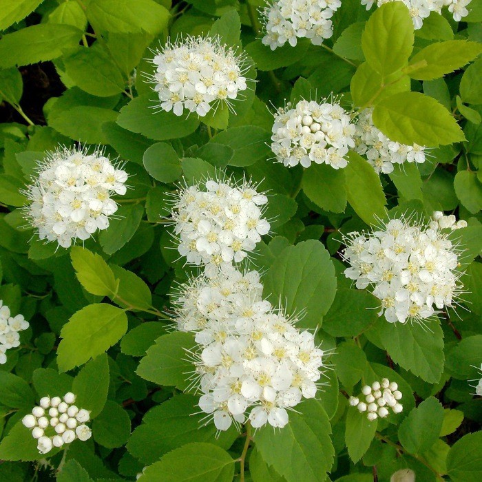 Spiraea () betulifolia Tor - 3,3