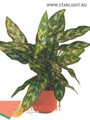 Аглаонема Мария (40) 595.00
