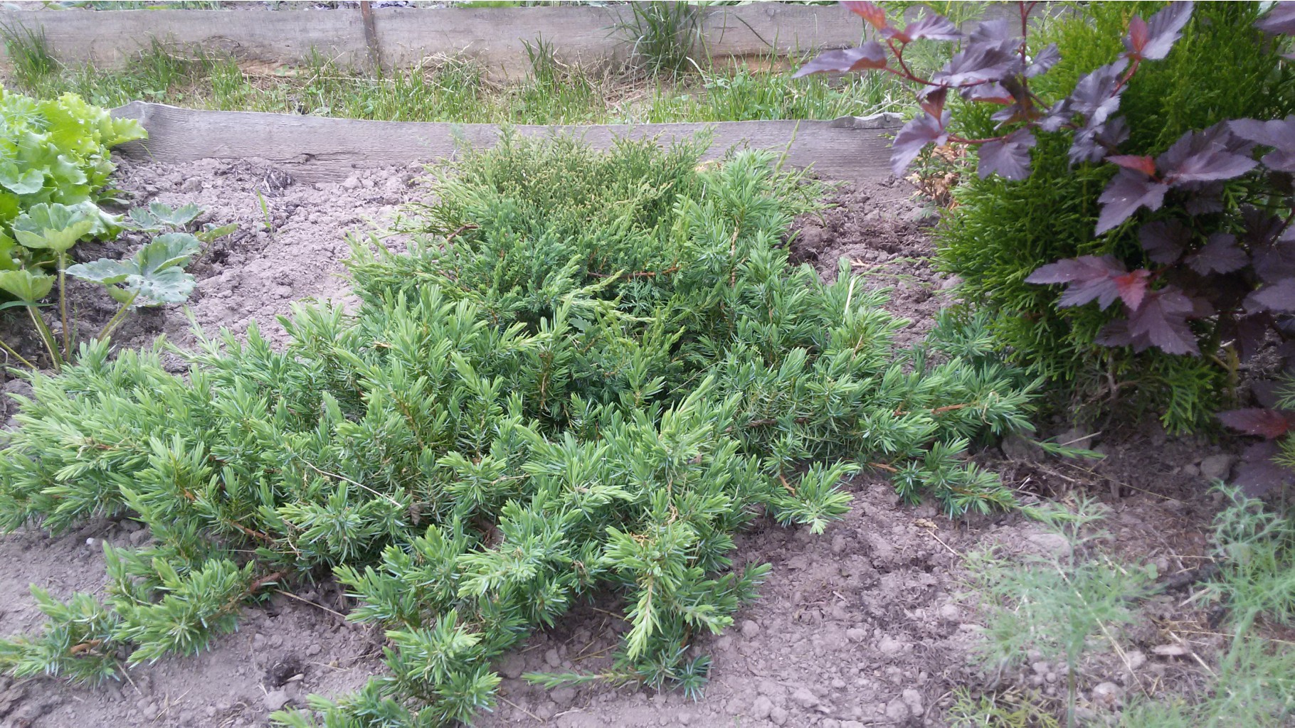    (Juniperus comm. 'Repanda') 2016.06.17 181105.jpg