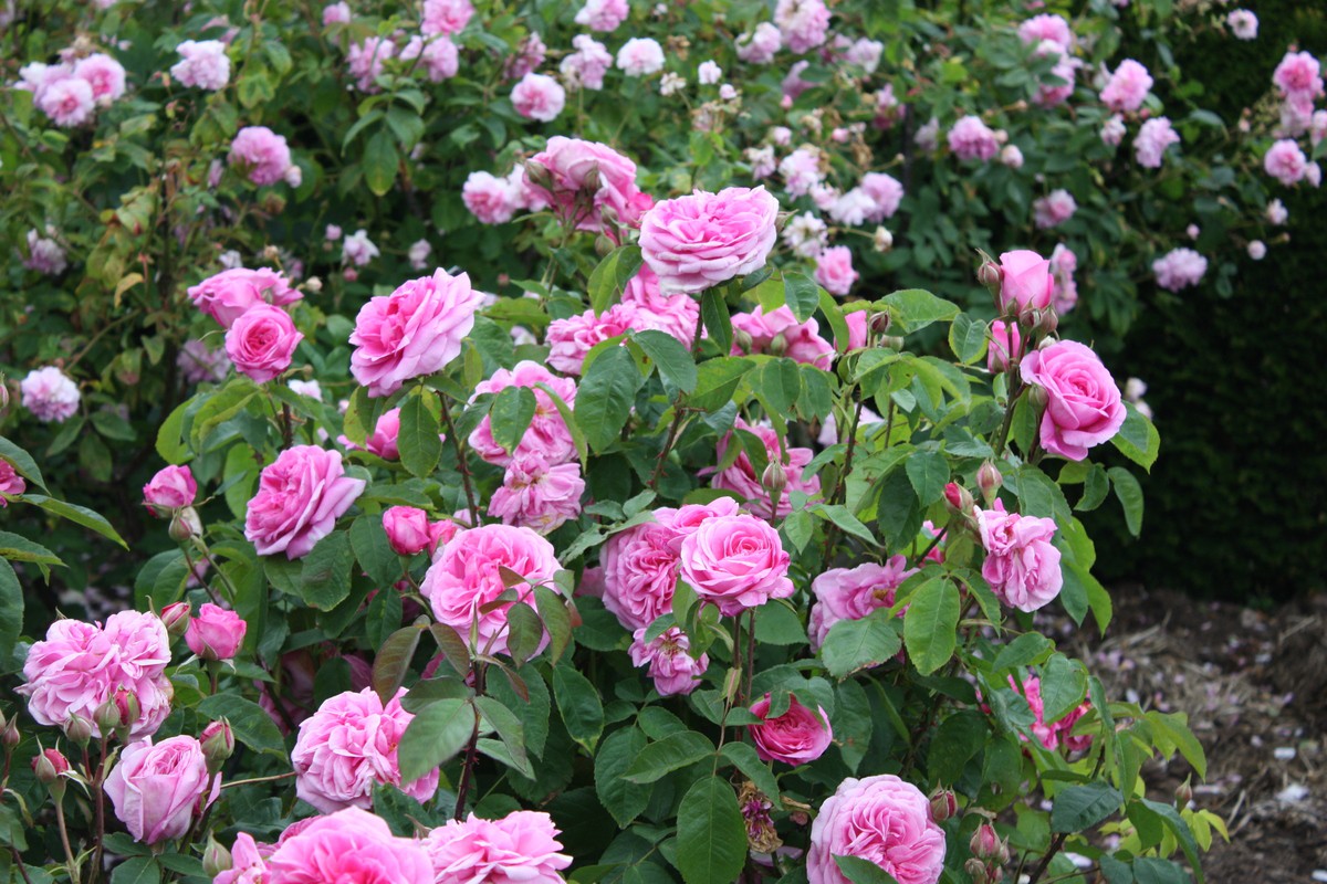 Rosa () Gertrude Jekyll C5.5 - 12,0