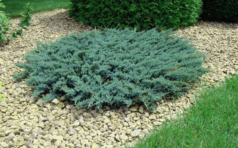 Juniperus (-) horizontalis Blue Chip - 4,2