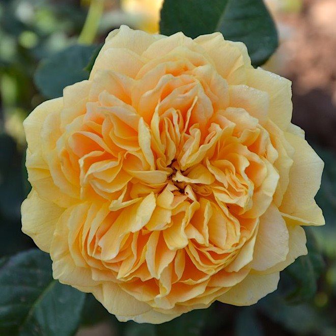 Rosa () Cent Idees Jardin C5 - 11,19