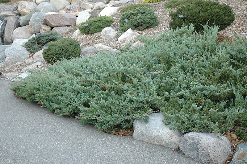 Juniperus (-) horizontalis Hugh - 4,2