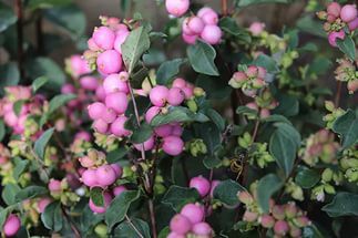 Symphoricarpos () MAGICAL SWEET Kolmasweet PBR - 6,16