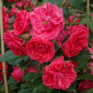 Rosa () Wymondham Abbey C5.5 - 18,69
