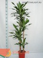 Драцена Стойднери (180) 3 995.00