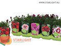 Гвоздика (20) 169.00