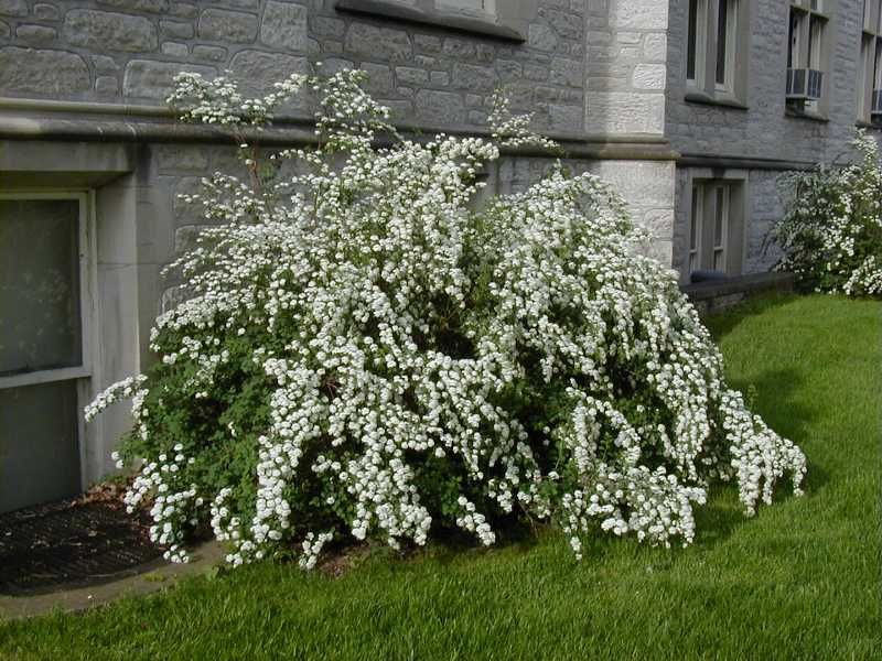 Spiraea () vanhouttei - 3,3