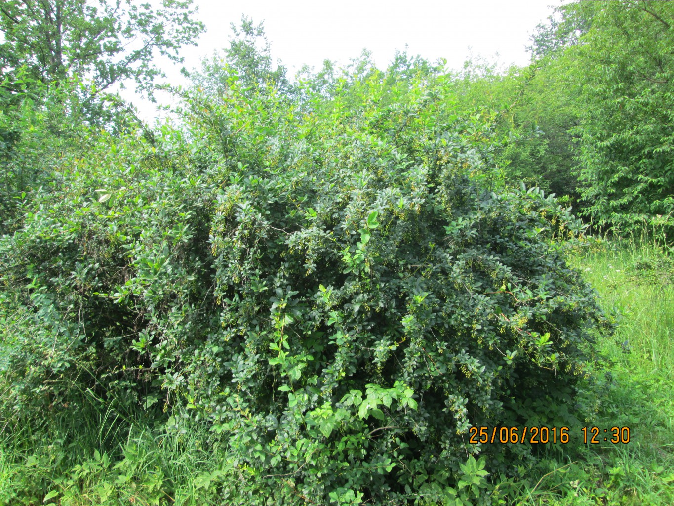 IMG 3312.JPG