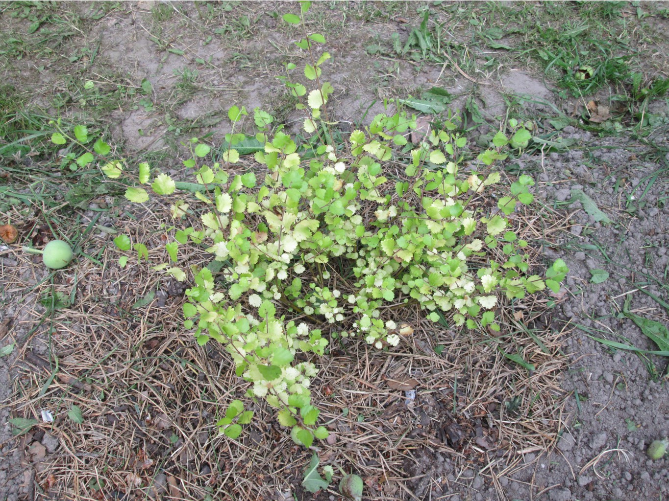 IMG 4435.JPG