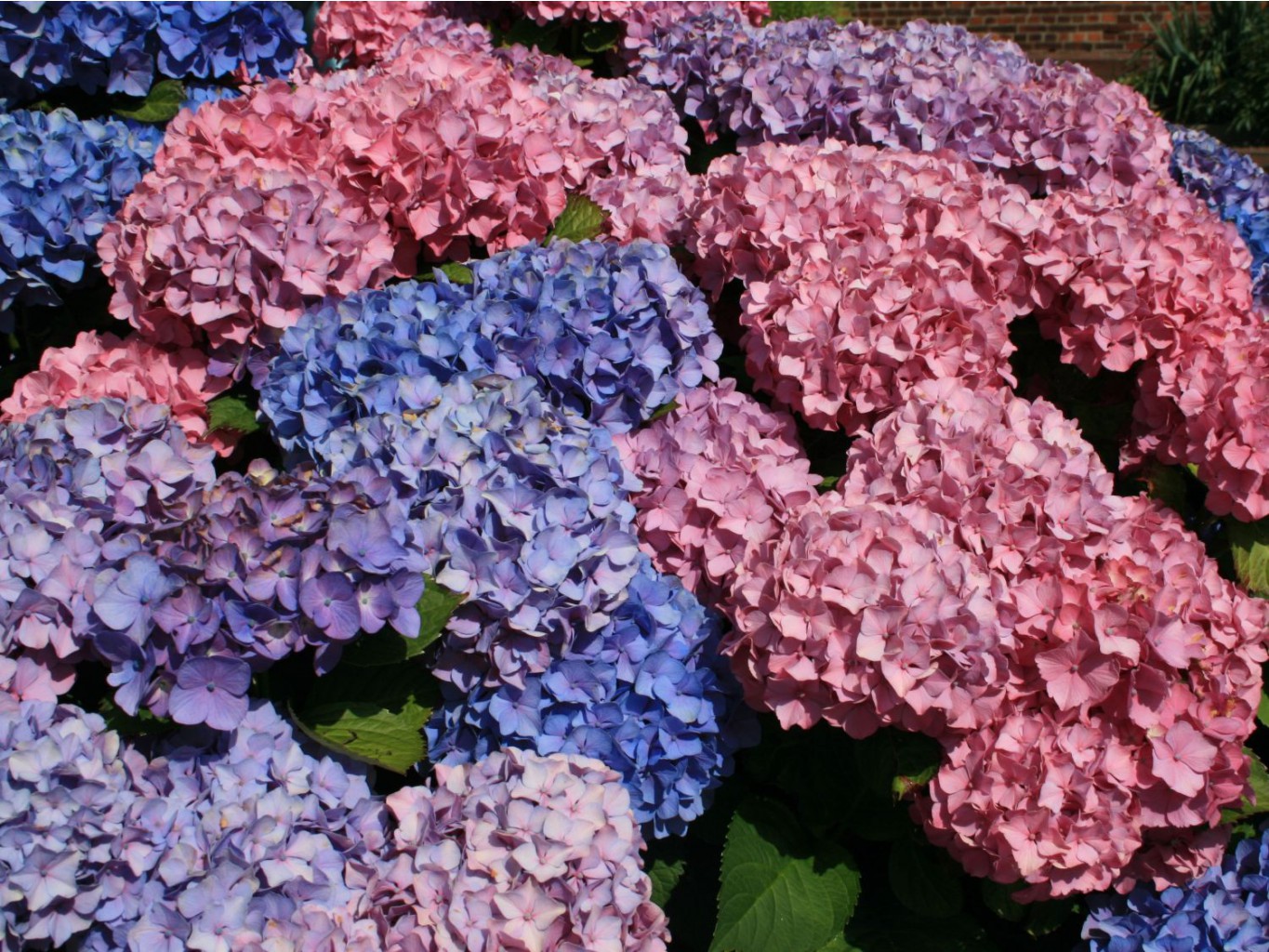 Hydrangea () m. Bouquet Rose P19/C3 20-25 CM - 5,6