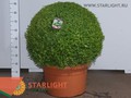 Самшит Шар (95) 9 995.00