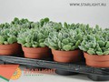 Эхеверия Сетоза (25) 155.00