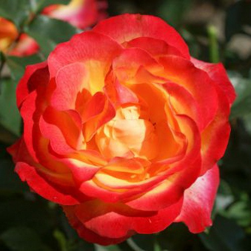 Rosa () Antigua C5 - 6,97