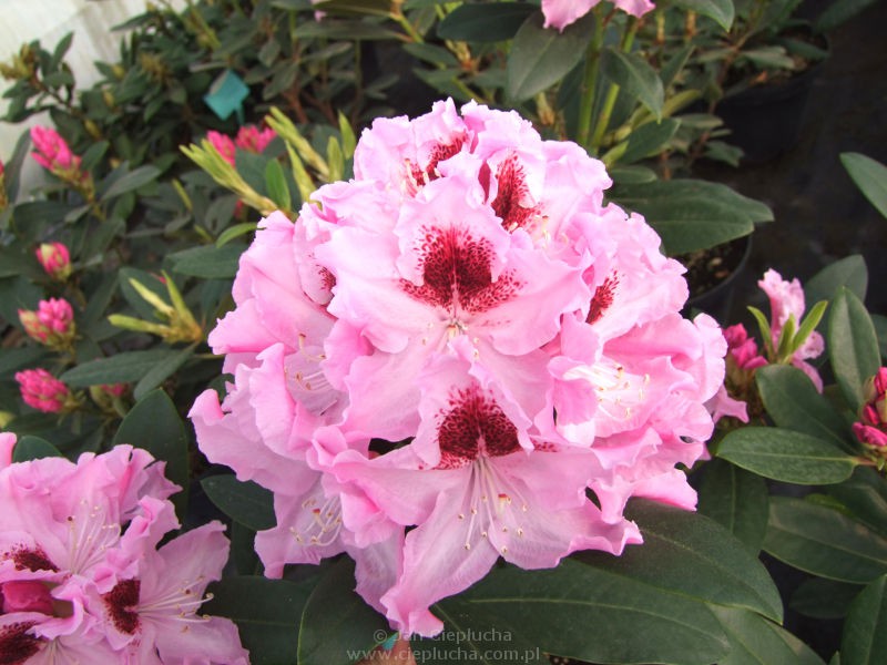 Rhododendron (-) hubr. Krolova Jadwiga / Royal Butterfly - 13,15
