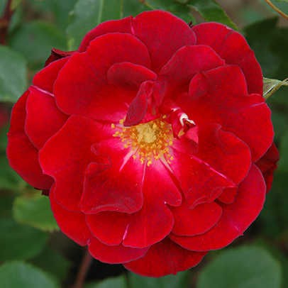 Rosa () Capel Manor House C5.5 - 17,86