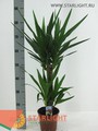 Юкка Элефант Х2 (80) 1 350.00