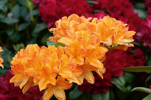 Rhododendron (-) prinoph. Golden Lights - 10,96