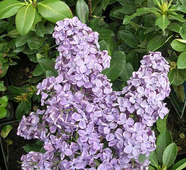 Syringa () vulg. Sumerki - 7,8