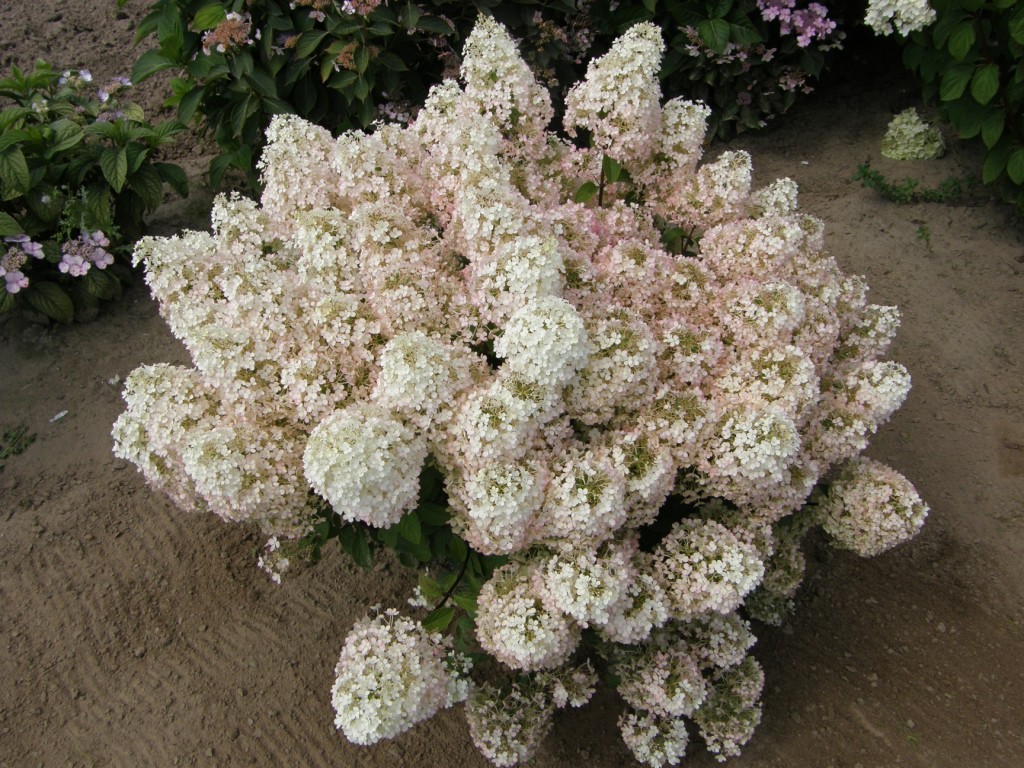 Hydrangea () pan. Bobo P19/C3 40-50 CM - 9,6