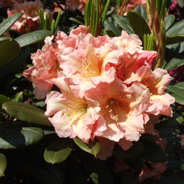 Rhododendron (-) hubr. Flautando - 10,96