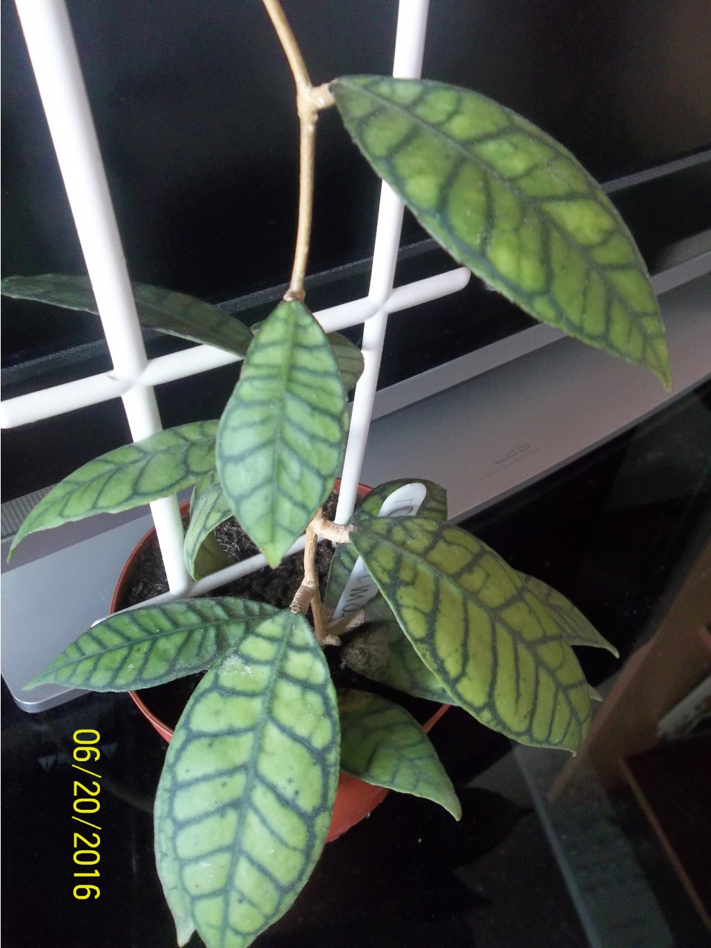 Hoya sp.Kalimantan