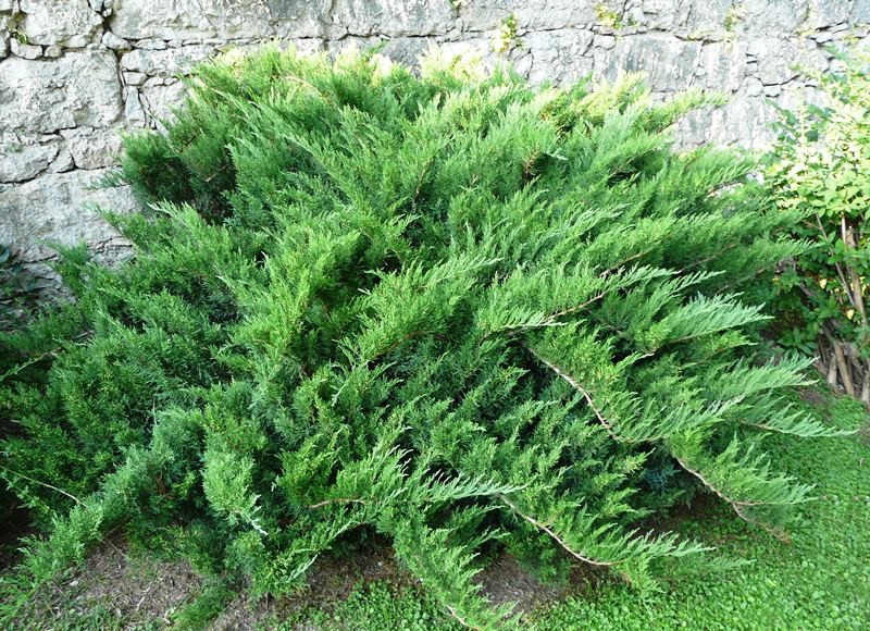 Juniperus (-) sabina Tamariscifolia - 4,2