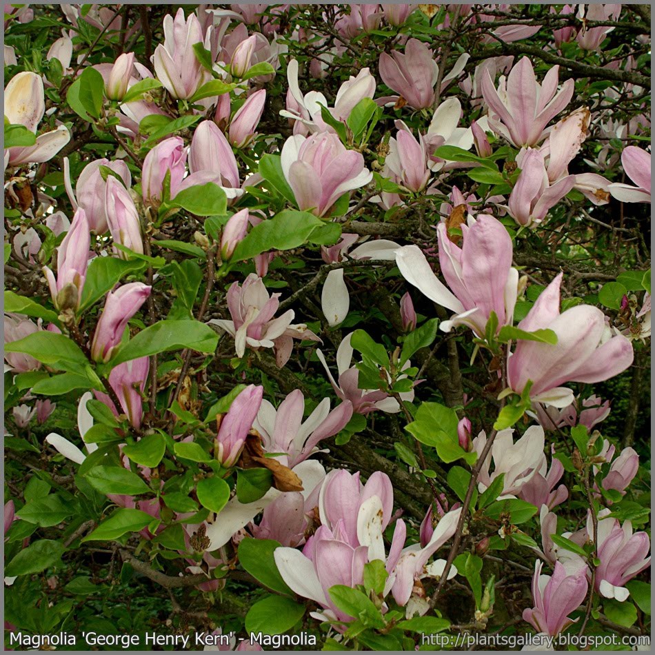 Magnolia () George H enry Kern - 10,08